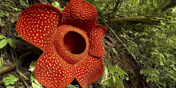 Rafflesia in bloom—the heaviest flower in the world